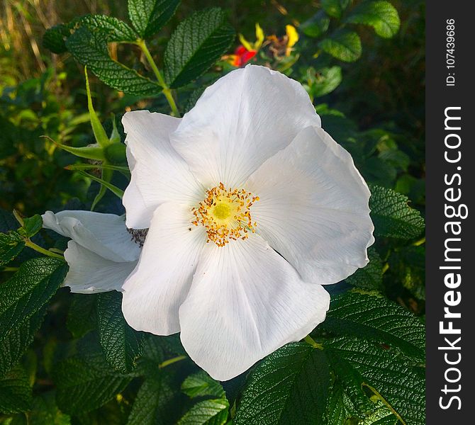 Flower, Rose Family, Rose, Rosa Canina