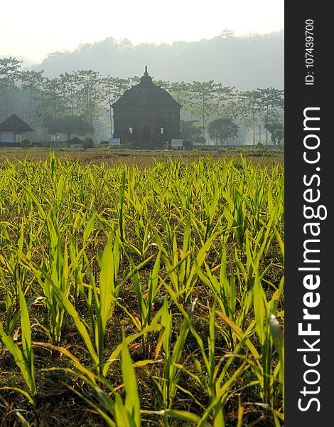 Crop, Agriculture, Field, Vegetation