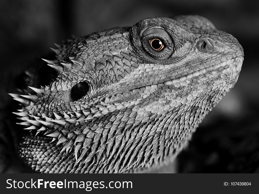 Reptile, Black And White, Monochrome Photography, Fauna