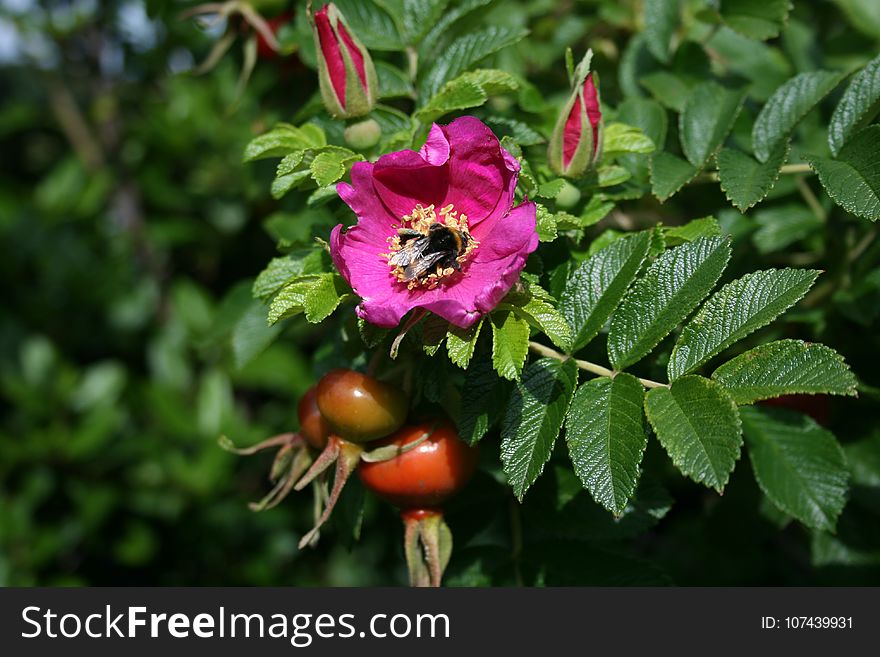 Flower, Rosa Canina, Plant, Flowering Plant