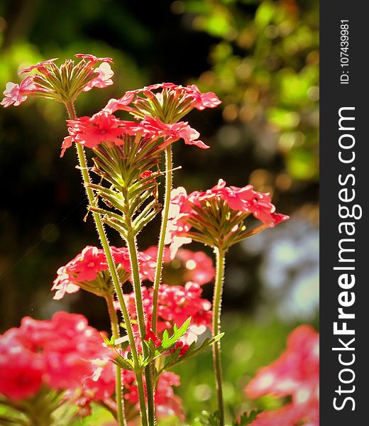 Flower, Plant, Flowering Plant, Annual Plant