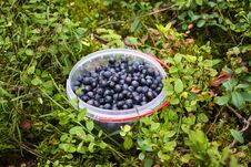 Wild Blueberry In Summer Forest. Royalty Free Stock Photos