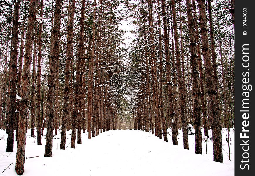 Snow, Winter, Tree, Ecosystem