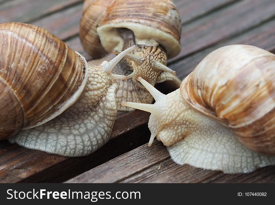 Snails And Slugs, Snail, Molluscs, Conchology