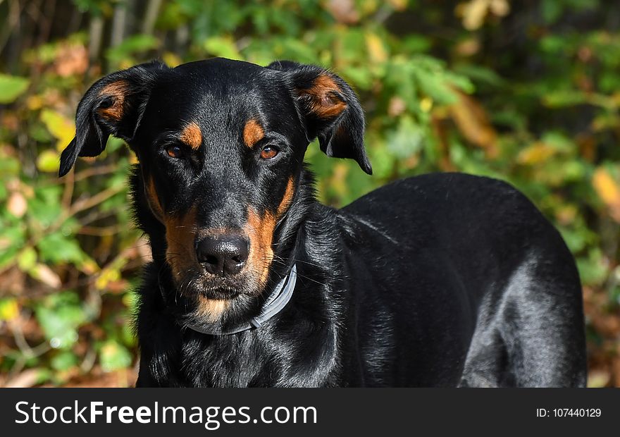 Dog, Dog Breed, Dog Like Mammal, Austrian Black And Tan Hound