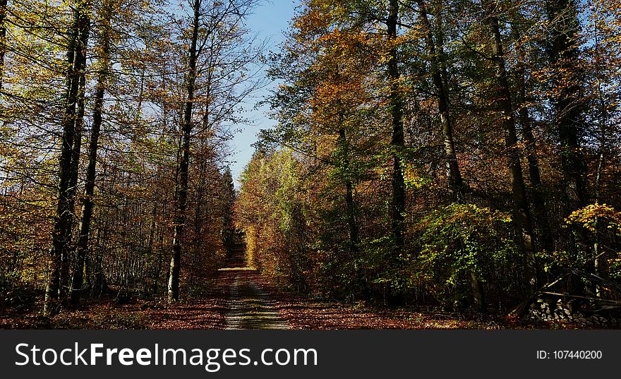 Nature, Ecosystem, Temperate Broadleaf And Mixed Forest, Woodland
