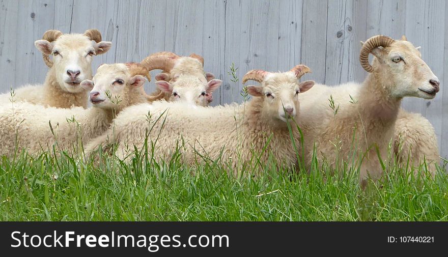 Sheep, Pasture, Cow Goat Family, Fauna