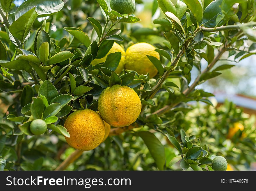 Citrus, Fruit, Fruit Tree, Bitter Orange