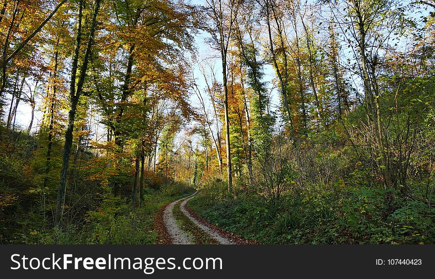 Ecosystem, Temperate Broadleaf And Mixed Forest, Path, Nature Reserve