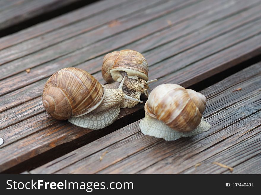 Snail, Snails And Slugs, Molluscs, Conchology