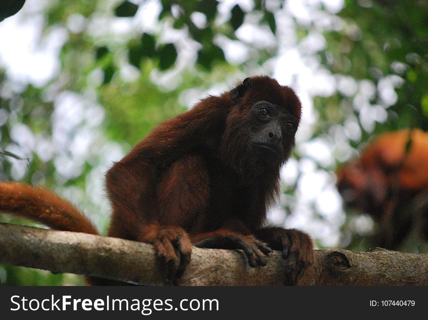 Fauna, New World Monkey, Primate, Terrestrial Animal