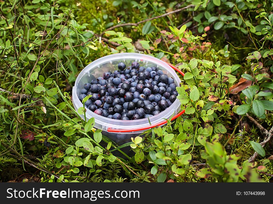 Wild blueberry in summer forest.