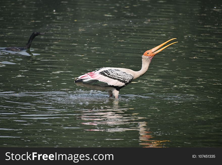 Bird, Water, Beak, Fauna