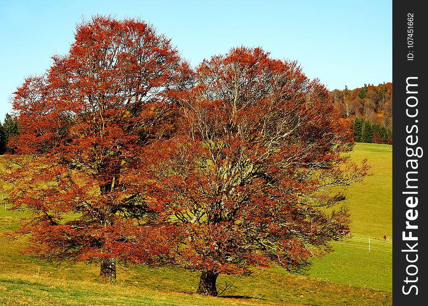 Tree, Nature, Woody Plant, Autumn