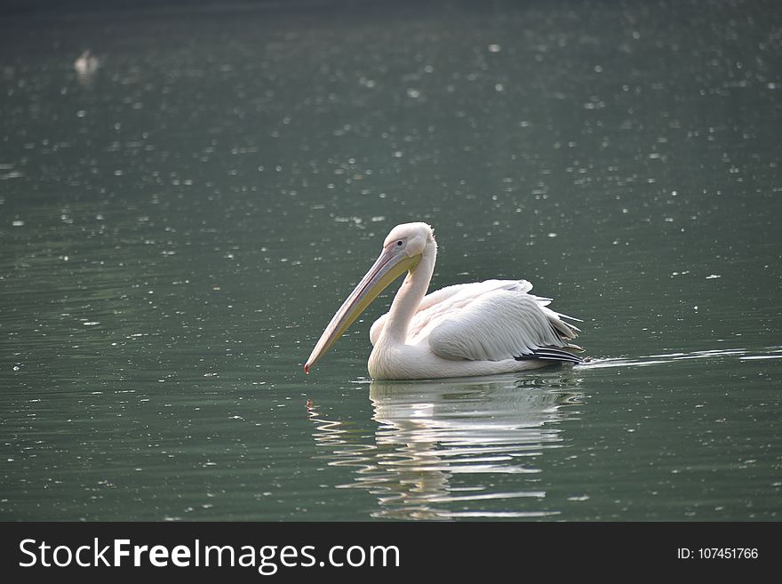 Pelican, Bird, Seabird, Water