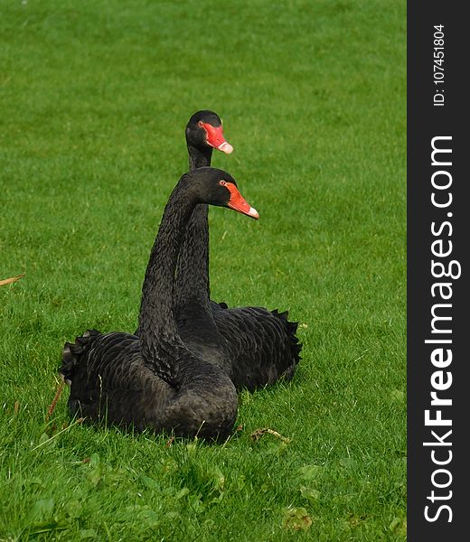 Bird, Black Swan, Beak, Fauna