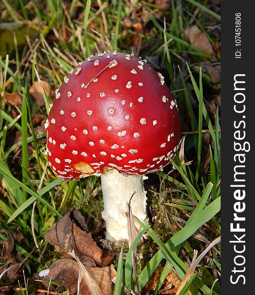 Mushroom, Fungus, Agaric, Agaricaceae