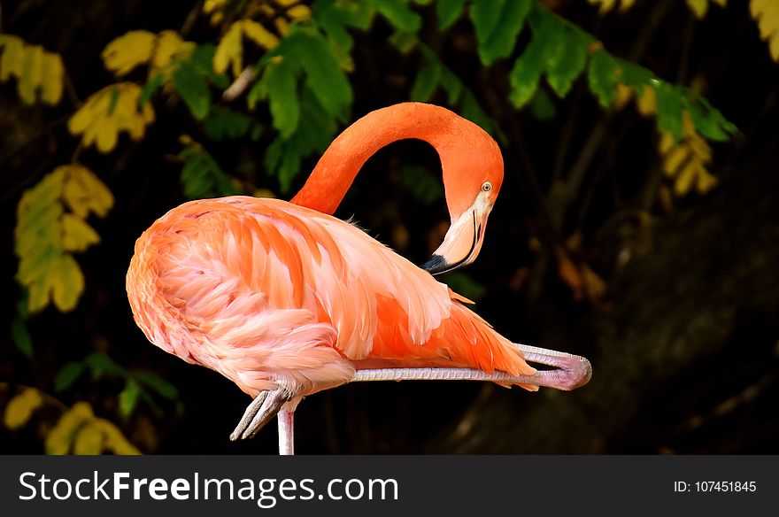 Flamingo, Bird, Vertebrate, Water Bird