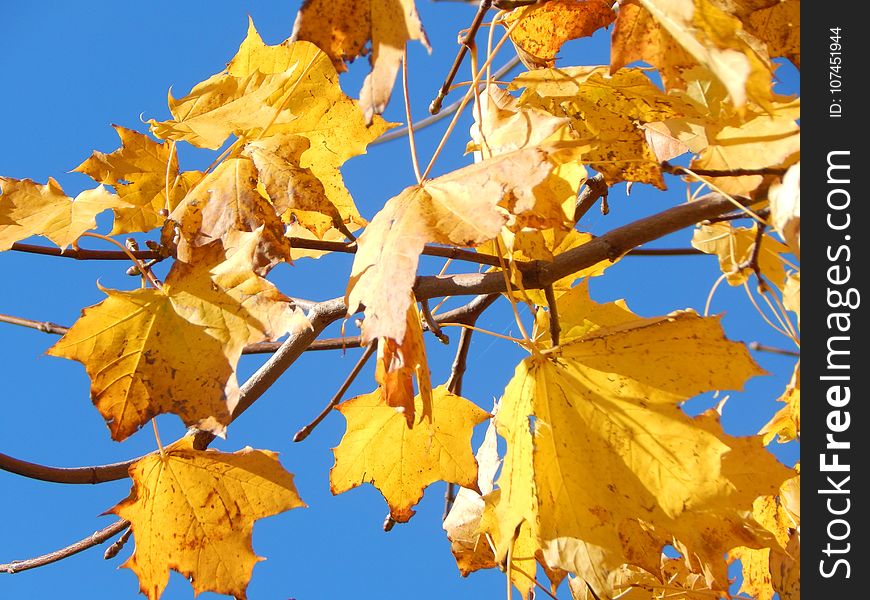 Leaf, Yellow, Autumn, Maple Leaf