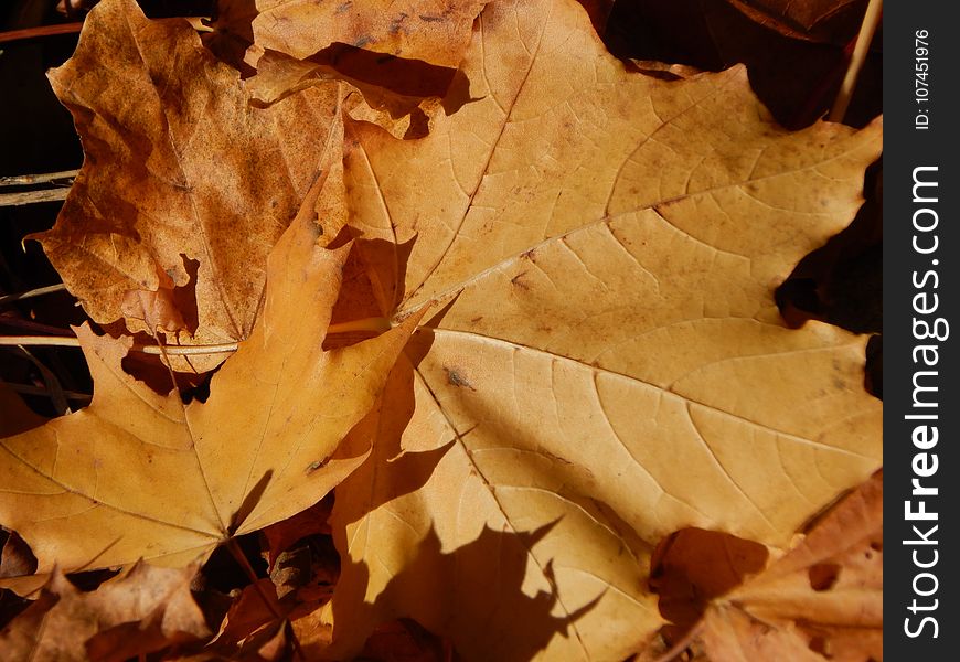 Leaf, Autumn, Maple Leaf, Deciduous