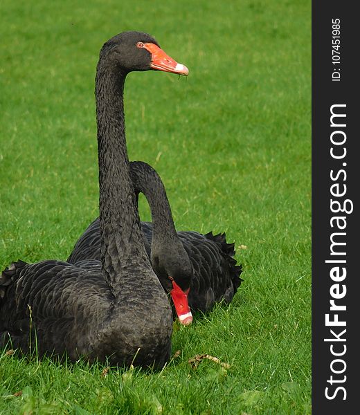 Black Swan, Bird, Ducks Geese And Swans, Water Bird