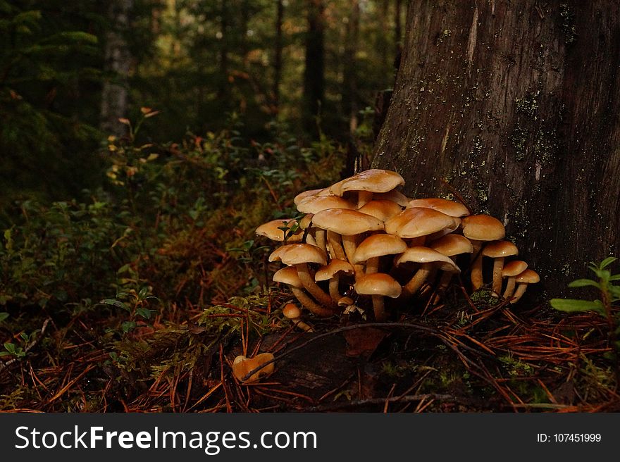 Fungus, Ecosystem, Mushroom, Edible Mushroom