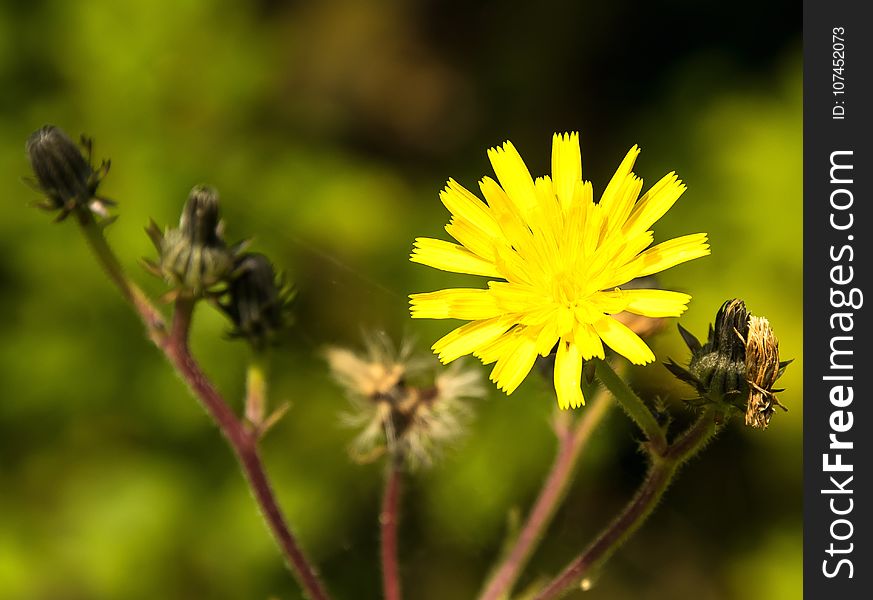 Flower, Honey Bee, Yellow, Flora