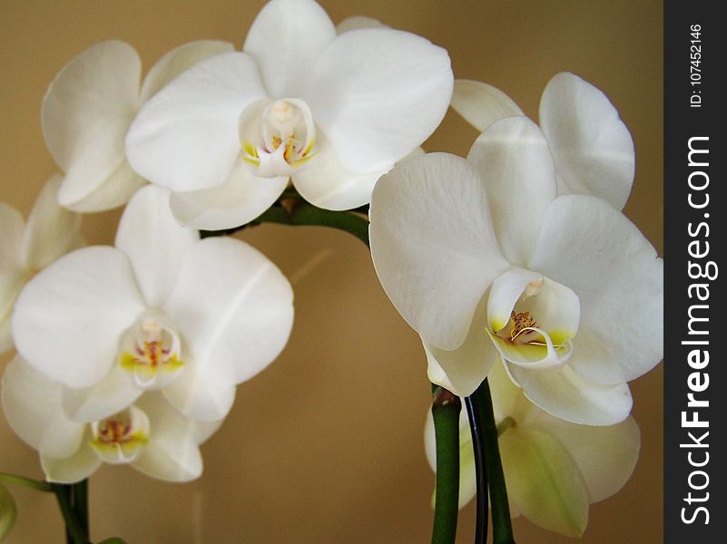 Flower, White, Flowering Plant, Plant