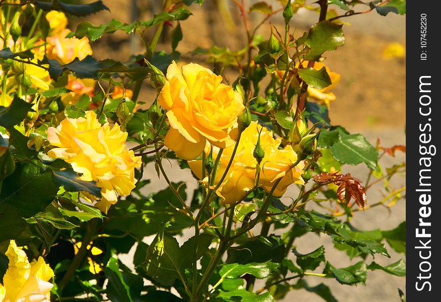 Flower, Plant, Yellow, Rose Family