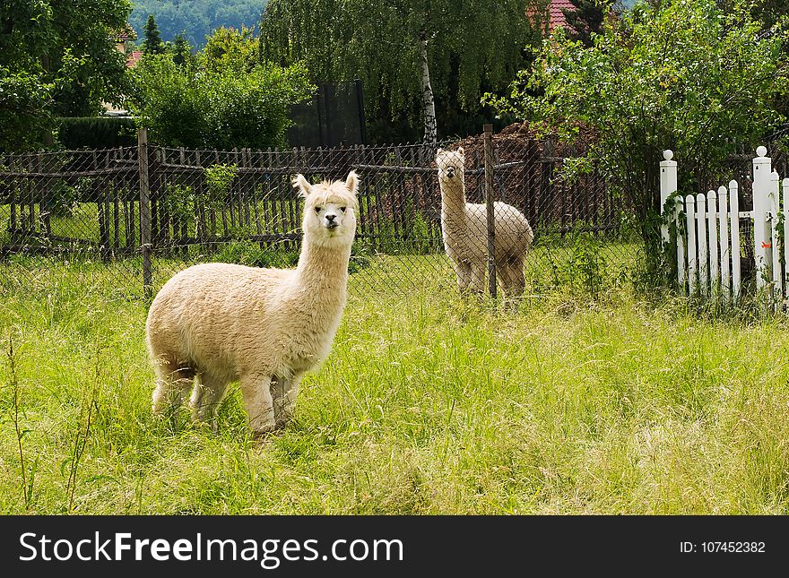 Alpaca, Pasture, Llama, Fauna