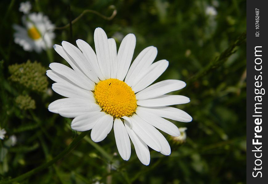 Flower, Oxeye Daisy, Flora, Chamaemelum Nobile
