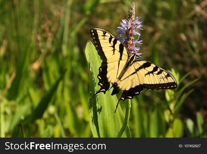 Butterfly, Moths And Butterflies, Insect, Brush Footed Butterfly