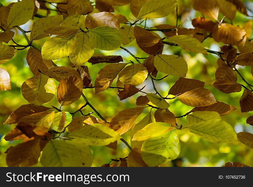 Leaf, Deciduous, Vegetation, Autumn
