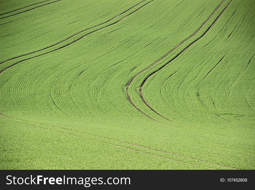 Green, Grassland, Field, Ecosystem