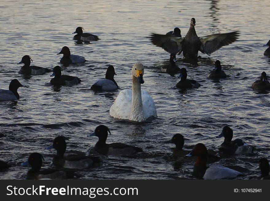 Bird, Water, Duck, Water Bird