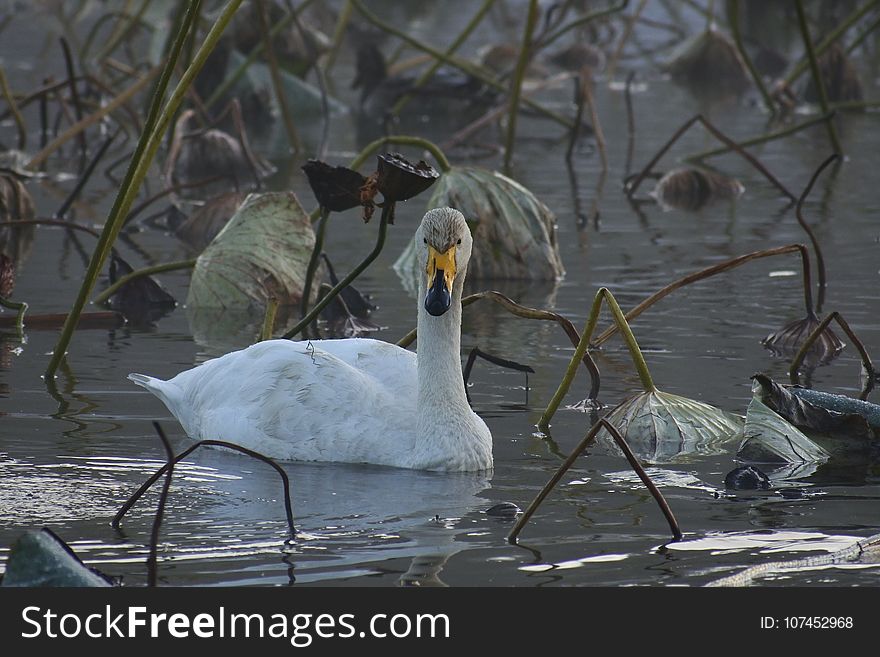 Bird, Water Bird, Water, Ducks Geese And Swans