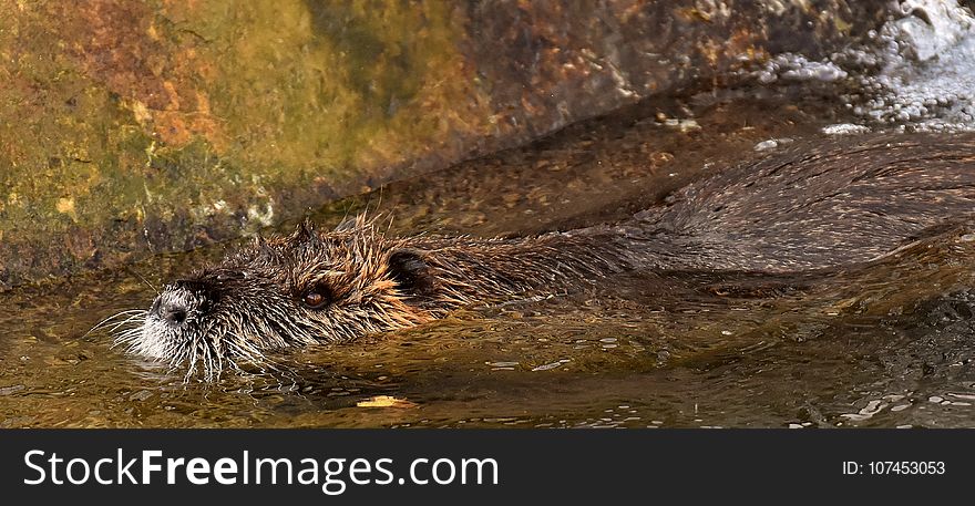 Beaver, Mammal, Fauna, Otter