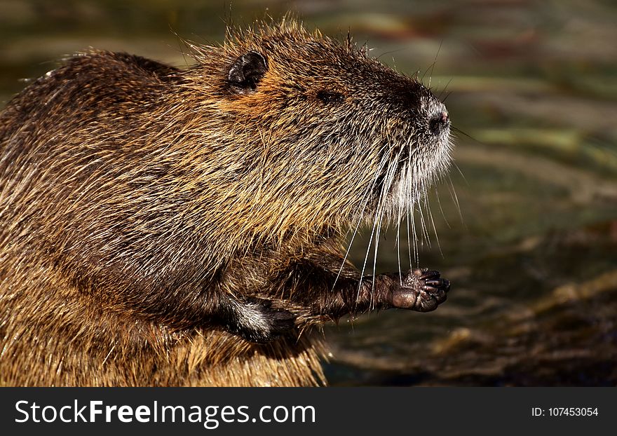 Beaver, Fauna, Mammal, Muskrat