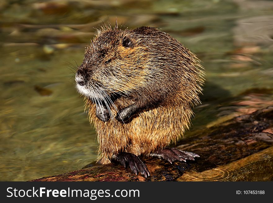 Beaver, Muskrat, Mammal, Fauna