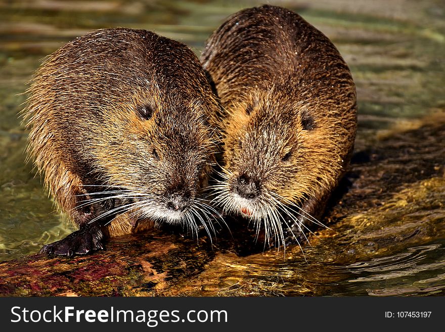 Beaver, Muskrat, Fauna, Mammal