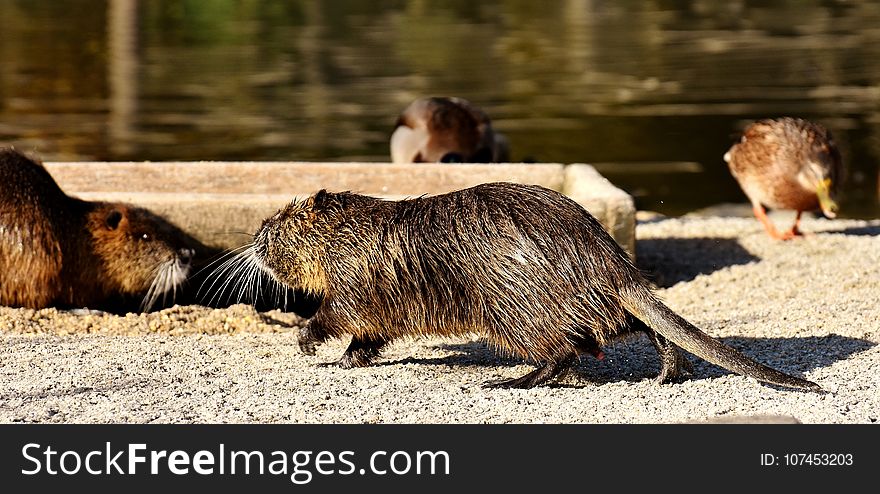 Fauna, Mammal, Beaver, Rodent