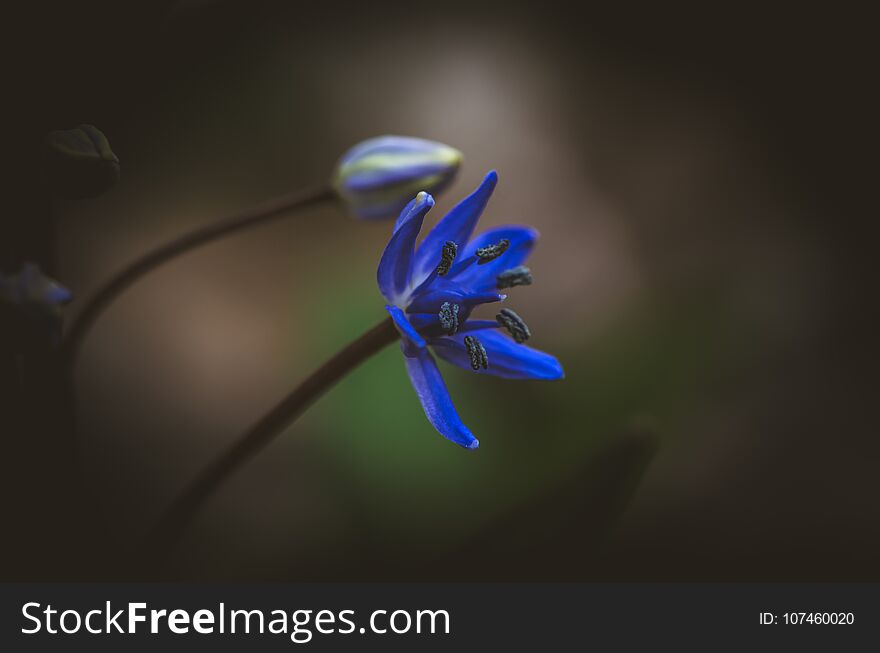 Vivid Bright Blue Flower
