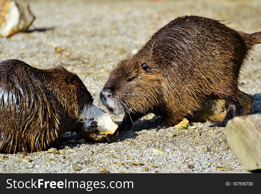 Beaver, Fauna, Mammal, Muskrat