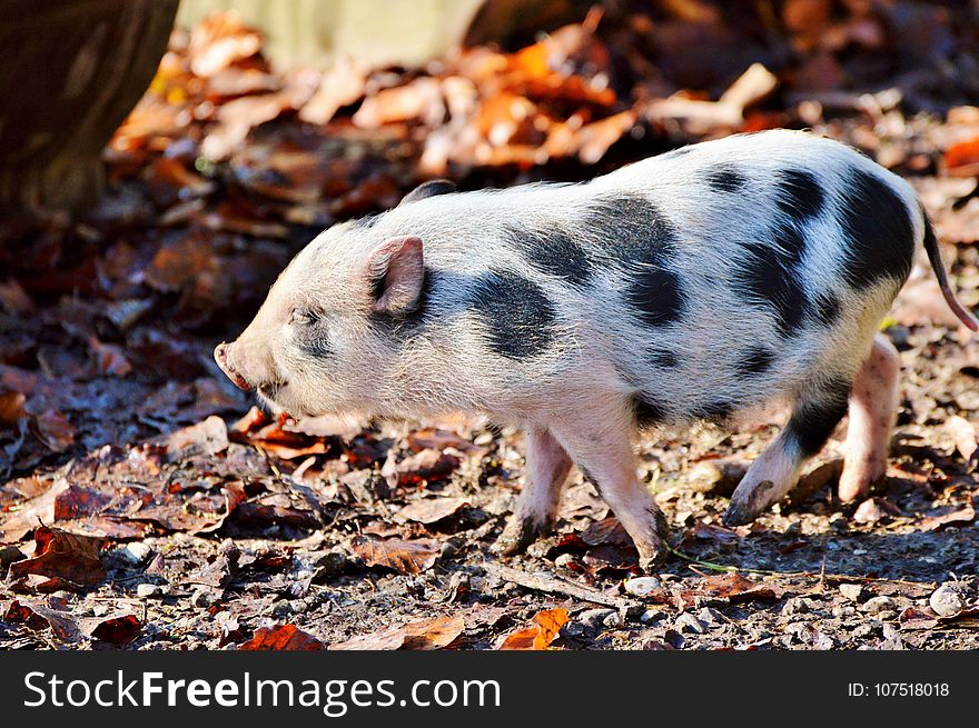 Pig Like Mammal, Pig, Fauna, Domestic Pig