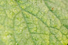 Cucumber Leaf In Water Drops Stock Photo