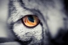 Free Eye Close-up Of American Shorthair Cats Stock Photos - 107648563