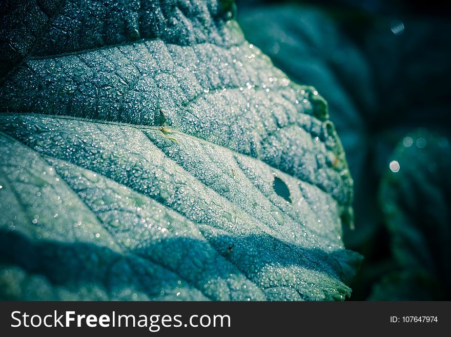 Big green cucumber leaf in drops of water, filtered background. Big green cucumber leaf in drops of water, filtered background.