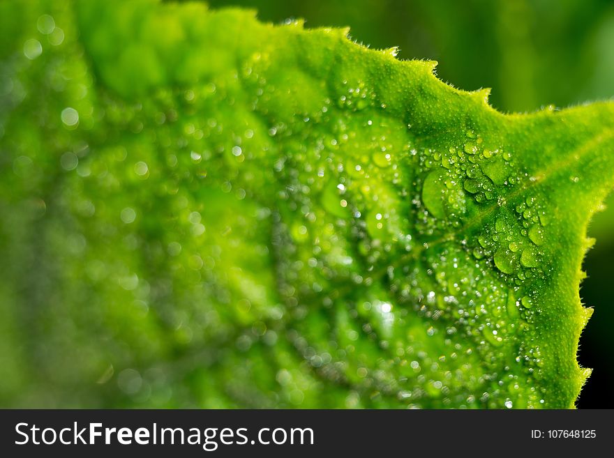 Cucumber Leaf In Water Drops