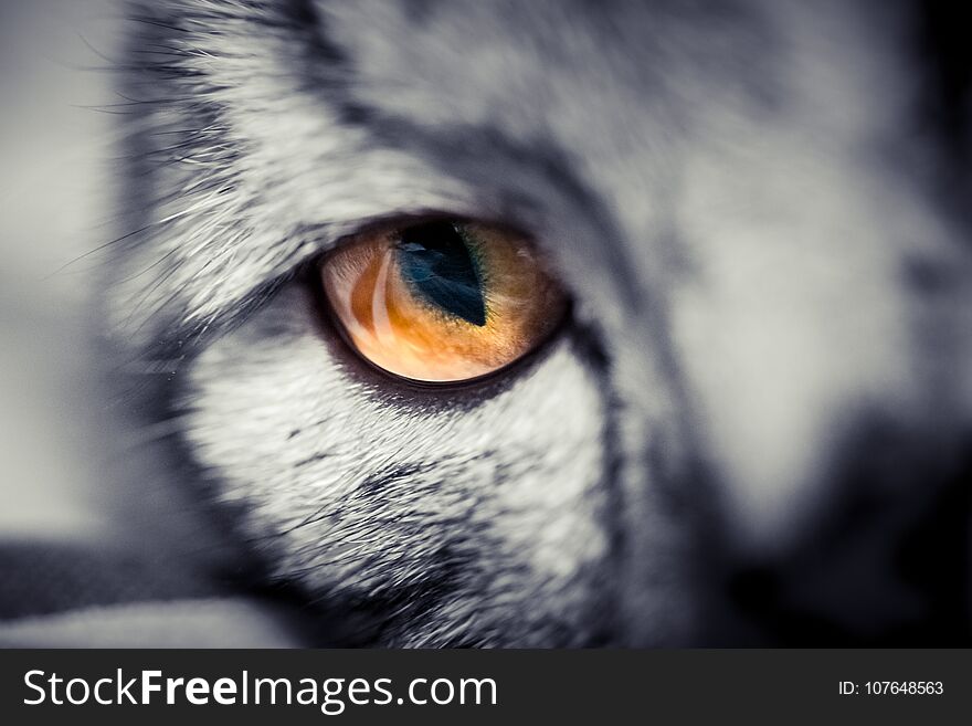 Eye close-up of American shorthair cats