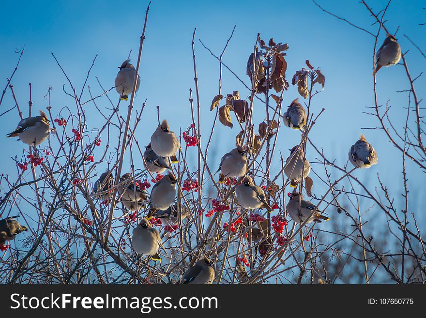 Hungry waxwing birds sitting on frosted tree branches. Hungry waxwing birds sitting on frosted tree branches.